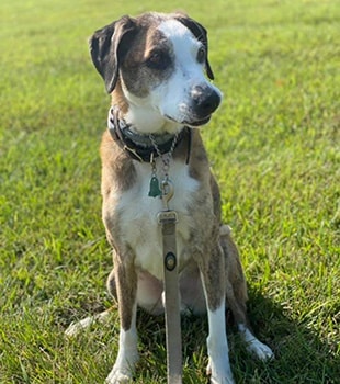 A brown and white dog with a collar and leash sits on green grass in bright sunlight, looking attentively to the side—ready for its visit to the veterinarian.