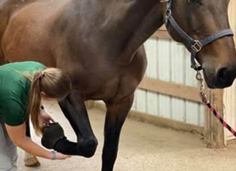 A woman in a green shirt is lifting and examining the front hoof of a brown horse inside a stable with wooden and metal walls, as part of a routine checkup by a vet.