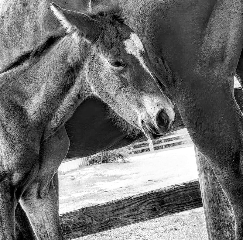 A foal rests its head gently against the body of an adult horse, standing close together near a wooden fence in a sunlit outdoor setting—a touching moment that could be seen at an animal hospital or after a visit to the veterinarian. The image is in black and white.