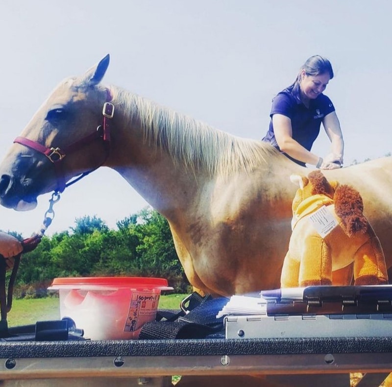 A woman in a purple shirt examines a light brown horse outdoors, possibly at a Pet Clinic. The horse wears a red halter. In the foreground are various supplies, including a toy horse, clipboard, and red-lidded container.
