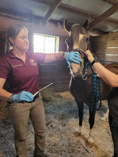 Equine Strangles S equi Red Oak Animal Hospital