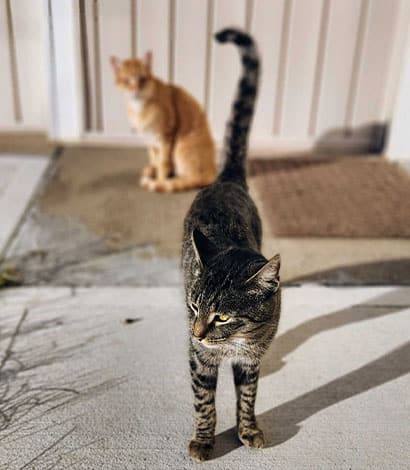 A tabby cat stands in the foreground on a sunlit porch, looking to the side, while an orange cat sits in the blurred background near a white fence—both appearing as if waiting for their visit to the local animal hospital.