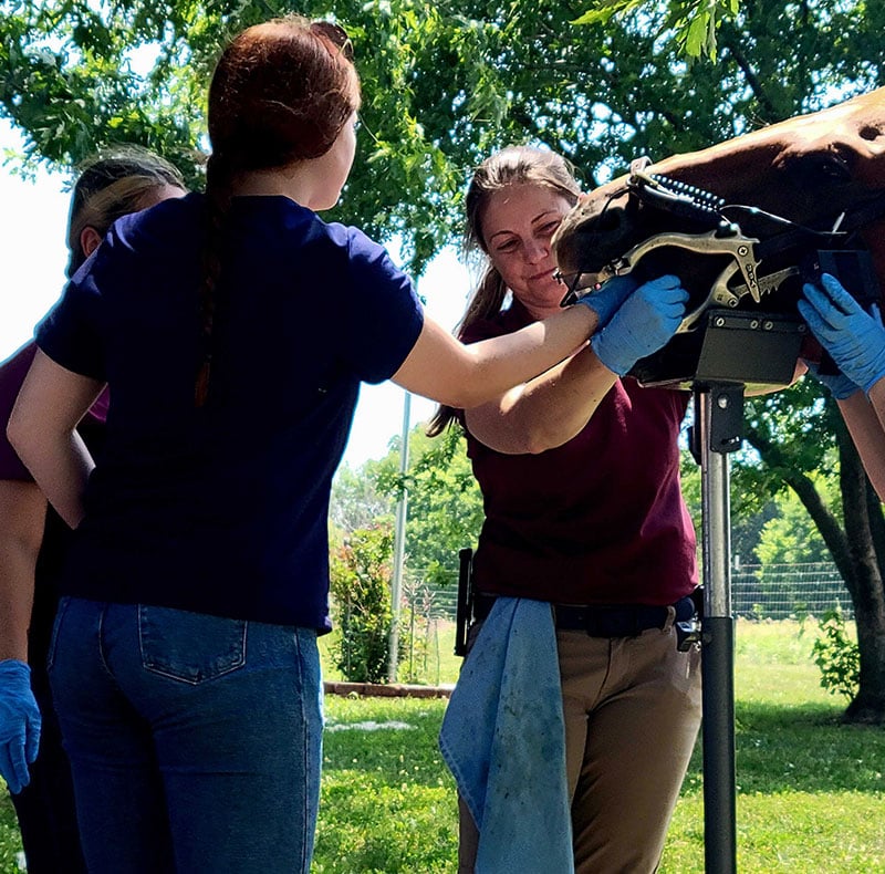Three people in casual clothes and gloves, likely a veterinarian team, examine a horse’s mouth outdoors. The horse’s head rests in a metal support, with trees and green leaves visible behind them near the animal hospital.