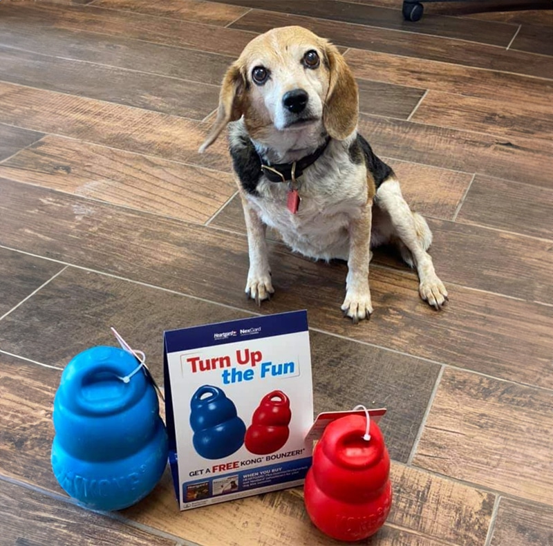 A beagle with a black, brown, and white coat sits on a wooden floor next to two large KONG dog toys (one red, one blue) and a sign that says "Turn Up the Fun"—ready for playtime or a trip to the veterinarian.