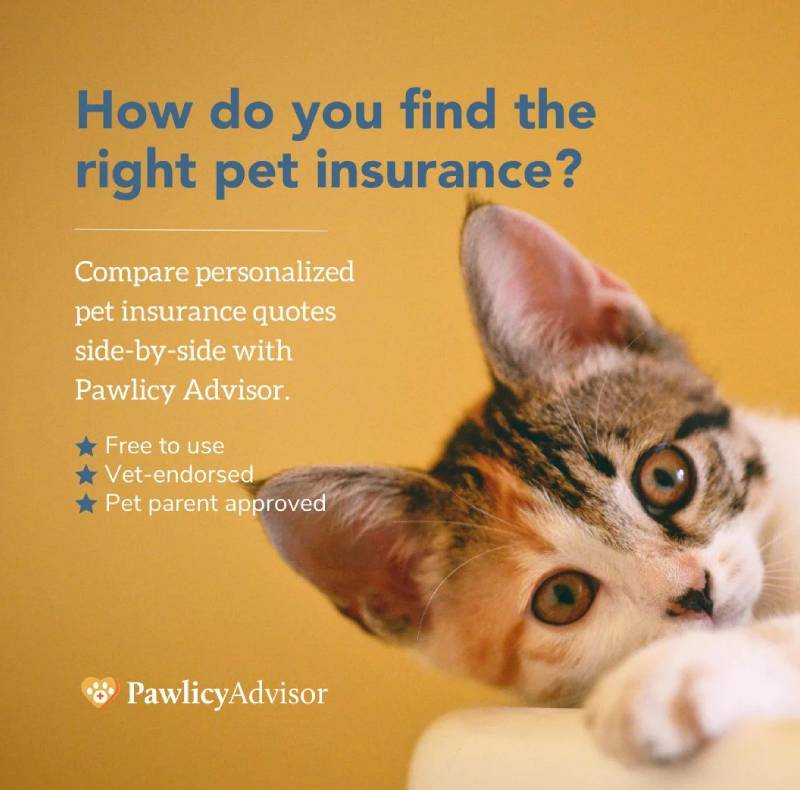 A curious kitten rests its head on a surface next to text promoting Pawlicy Advisor, a service for comparing personalized pet insurance quotes. Features include being free, veterinarian-endorsed, and pet parent approved.