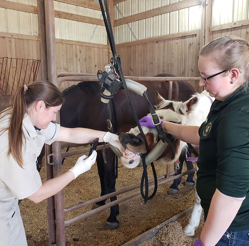 Two women, both wearing gloves, examine a horse’s mouth in a barn. One appears to be a veterinarian inspecting with a phone or tool while the other holds the mouth open. The horse’s head is gently restrained in a padded harness.