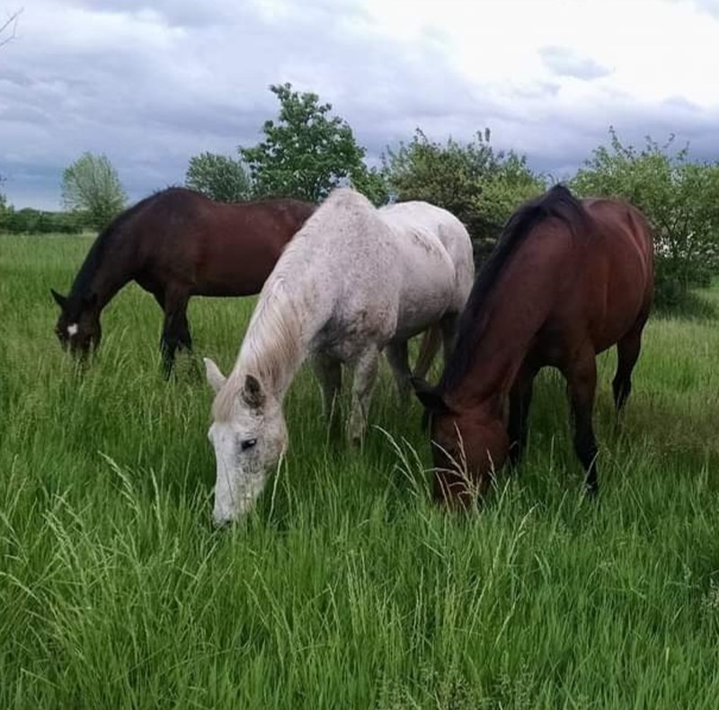 Three horses, two brown and one white, graze on tall green grass in a lush field near a local animal hospital, with trees and a cloudy sky in the background.