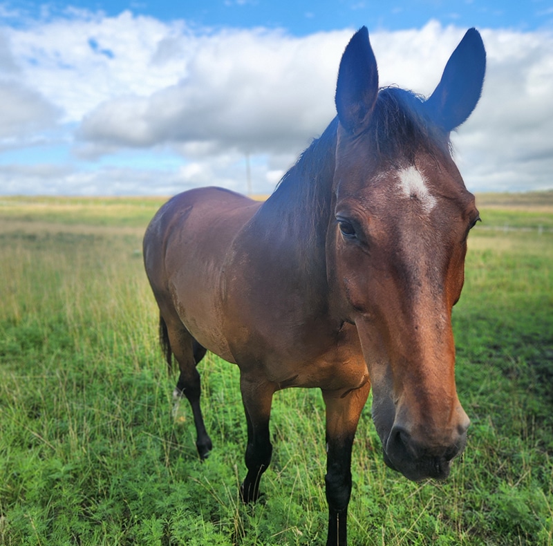 A brown horse stands in a lush green field under a partly cloudy blue sky. Its ears are perked up as if it just heard the vet from the nearby pet clinic calling, and a white spot marks its forehead.