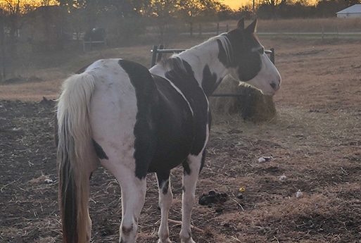 A black and white horse stands in a dry, grassy field at sunset, looking to the right. A hay bale and fencing are in the background—an idyllic scene reminiscent of a veterinarian’s care for animals in rural settings.