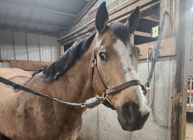 A brown horse with a dark mane stands in a stable, facing the camera with one eye visible. The horse is secured with cross ties, as if awaiting a veterinarian exam, with stable walls and roof visible in the background.