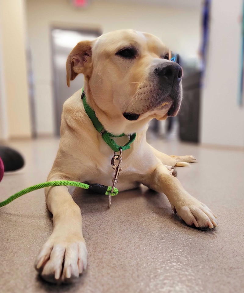 A light tan dog with a green collar and leash lies on a shiny indoor floor at the pet clinic, looking slightly to the side with a calm expression. The softly blurred background suggests an inviting animal hospital setting.