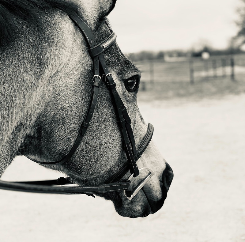 A close-up, black and white photo of a horse's head in profile, wearing a bridle, with a blurred background showing an outdoor area at an animal hospital.