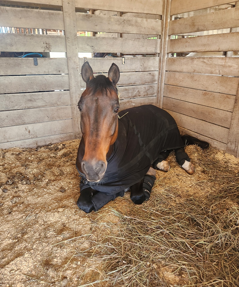 A brown horse wearing a black blanket is lying down on bedding and hay inside a wooden stall, looking toward the camera, ready for a checkup from the veterinarian at the animal hospital.