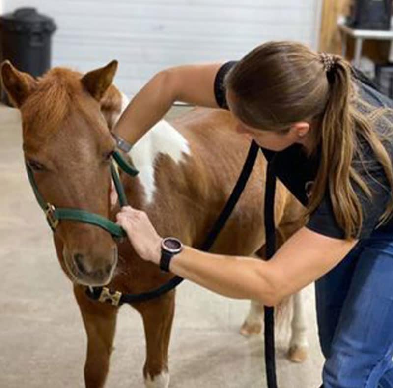 A woman wearing a black shirt, possibly a veterinarian, examines or adjusts the green halter of a brown and white horse inside a stable or animal hospital with a concrete floor and white walls.