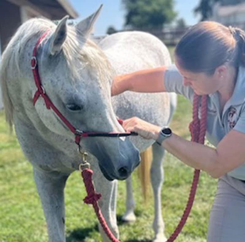 A vet in a light shirt examines a white horse wearing a red halter outside on a sunny day, gently holding the horse’s head while checking its neck.