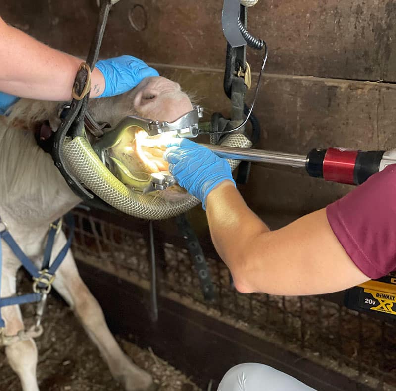 A horse has its mouth held open with a dental speculum while two veterinarians wearing blue gloves examine its teeth using a bright light and dental tools inside a stable.