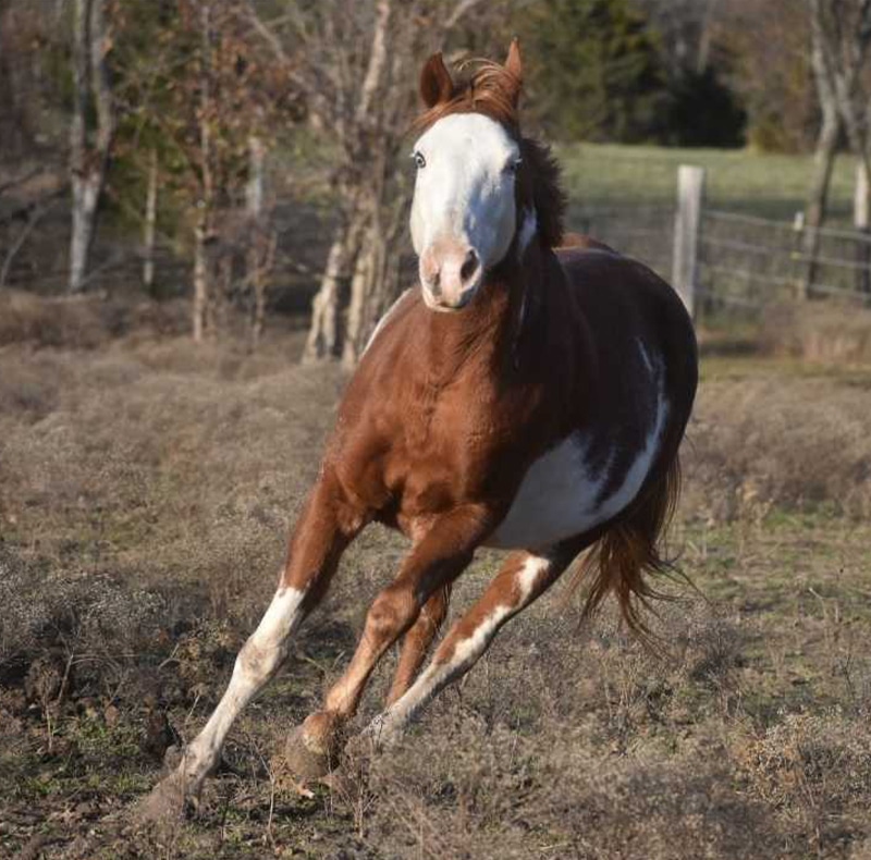 A brown and white horse with a white face runs energetically through a grassy field near a pet clinic, kicking up dust with trees and a fence in the background.