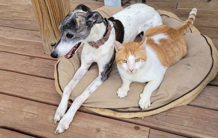 A gray and white dog and an orange and white cat are lying together on a round tan pet bed on a wooden deck, looking off to the side—just the kind of peaceful moment any veterinarian loves to see.