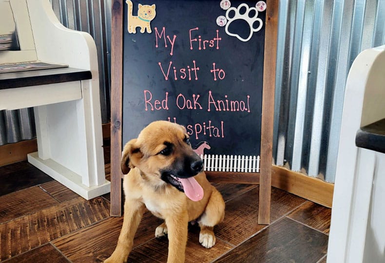 A tan and black puppy sits on a wooden floor in front of a chalkboard sign that reads, "My First Visit to Red Oak Vet," decorated with drawings of a cat and a paw print.
