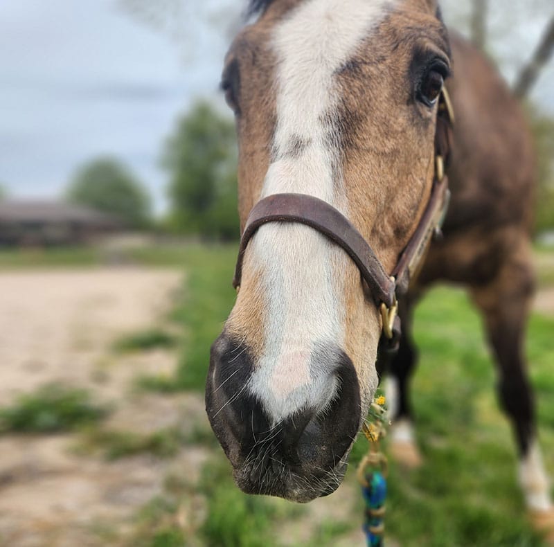 Close-up of a brown horse wearing a halter, standing outdoors on grass near a Pet Clinic, with a blurred background of trees and sky.