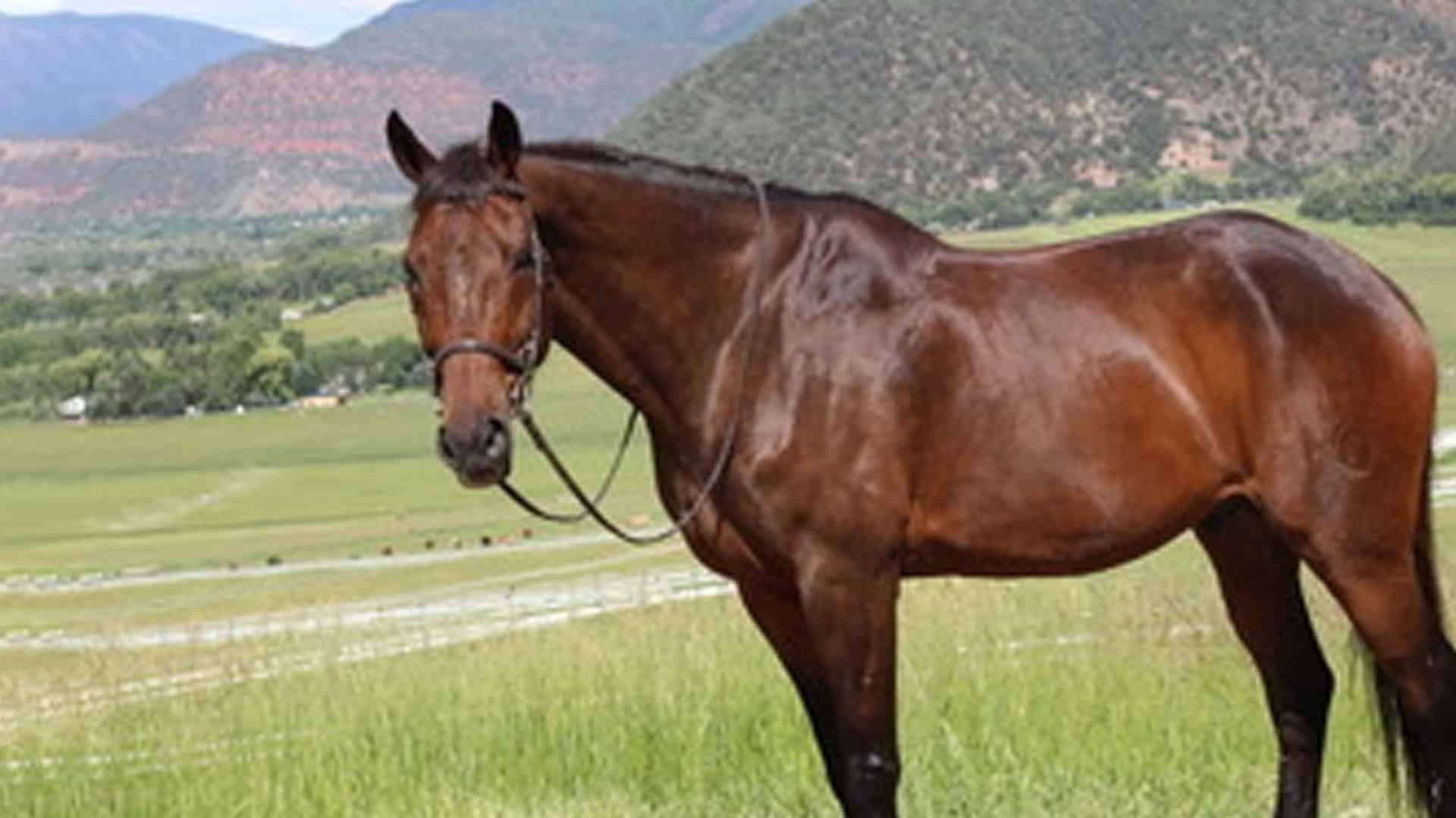 A brown horse with a bridle stands in a grassy field near green hills and distant mountains under a partly cloudy sky, waiting for a visit from the local veterinarian.