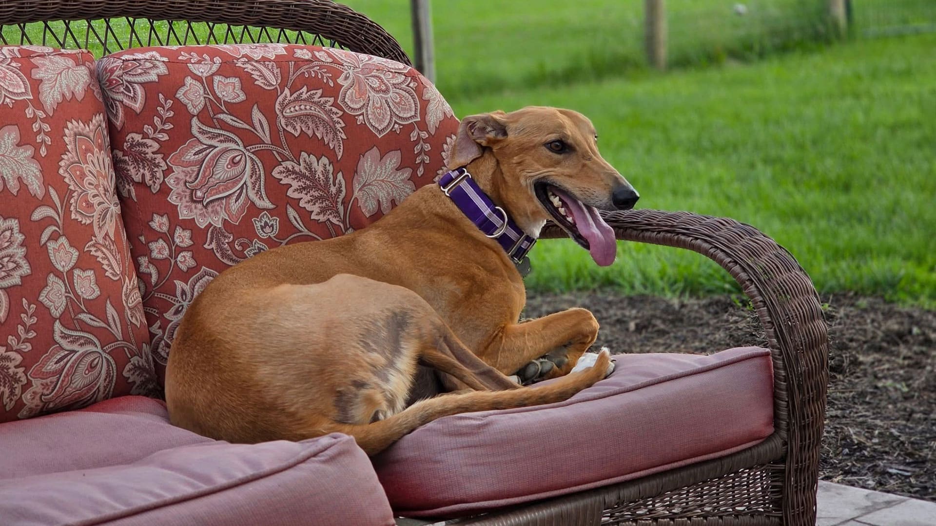 A tan greyhound with a purple collar lounges on a red patterned outdoor sofa, panting happily. Fresh from a visit to the vet, it relaxes in the grassy backyard with a wooden fence in the background.