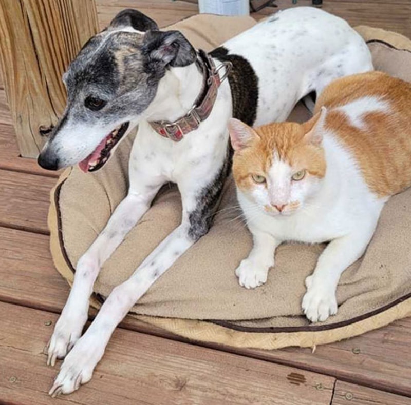 A greyhound dog and an orange-and-white cat sit close together on a round tan pet bed, both looking forward, as if waiting for their visit to the veterinarian, on a wooden floor.