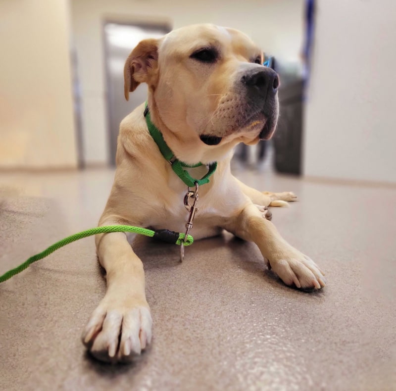 A tan dog with a green leash and collar is lying on a shiny floor indoors at an animal hospital, looking off to the side with a calm expression. The background is softly blurred.