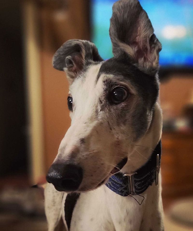 A close-up of a greyhound dog with a white and gray coat, wearing a blue collar, sits alert at the vet. One ear is upright, the other flopped over. The softly blurred background hints at a TV and furniture.