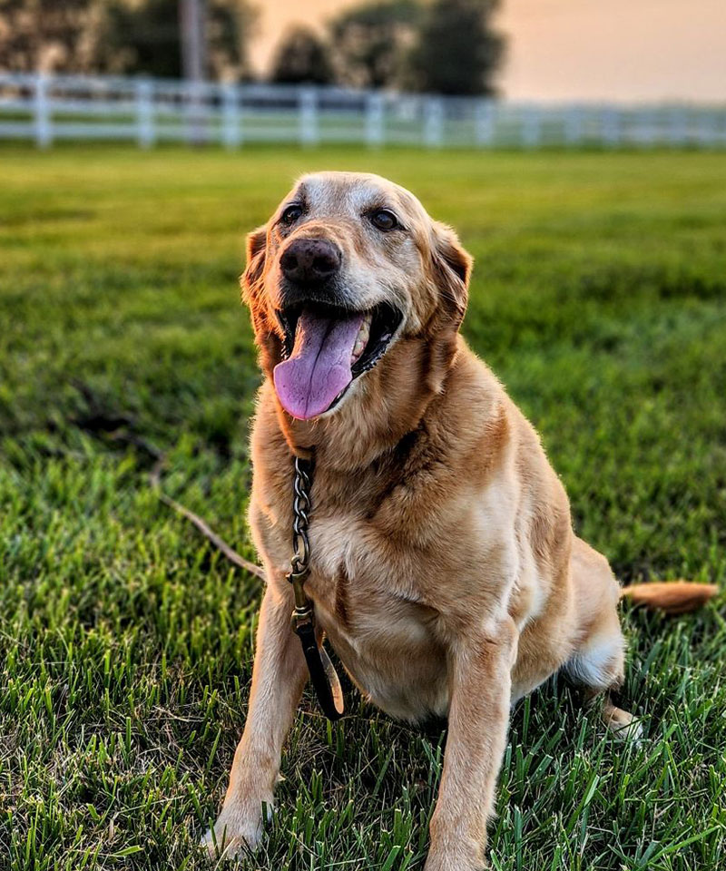 A golden retriever with a leash sits on green grass, panting happily. A white fence and trees blur in the background, evoking a peaceful outdoor setting—perfect for a visit to the vet or local pet clinic.