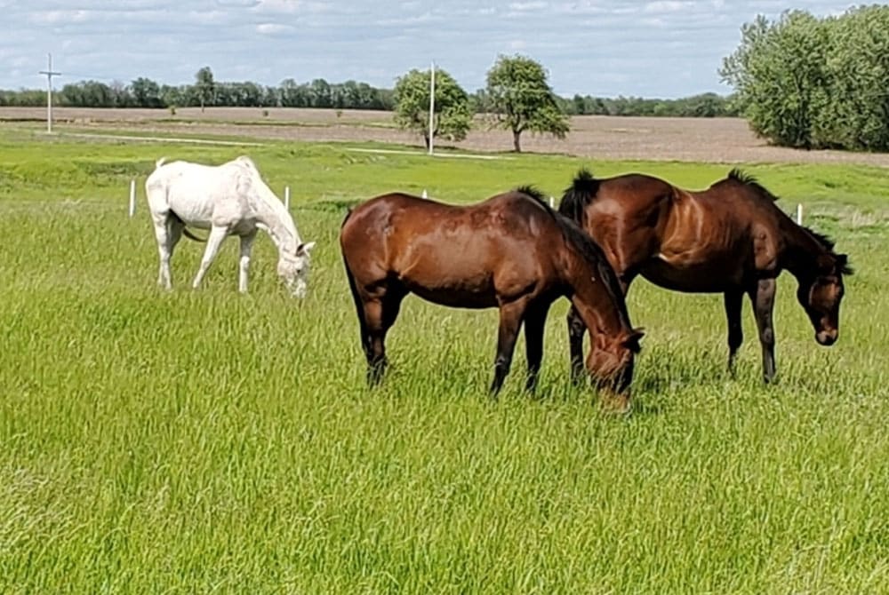 Three horses—two brown and one white—are grazing in a lush green field with trees and farmland in the background under a partly cloudy sky.