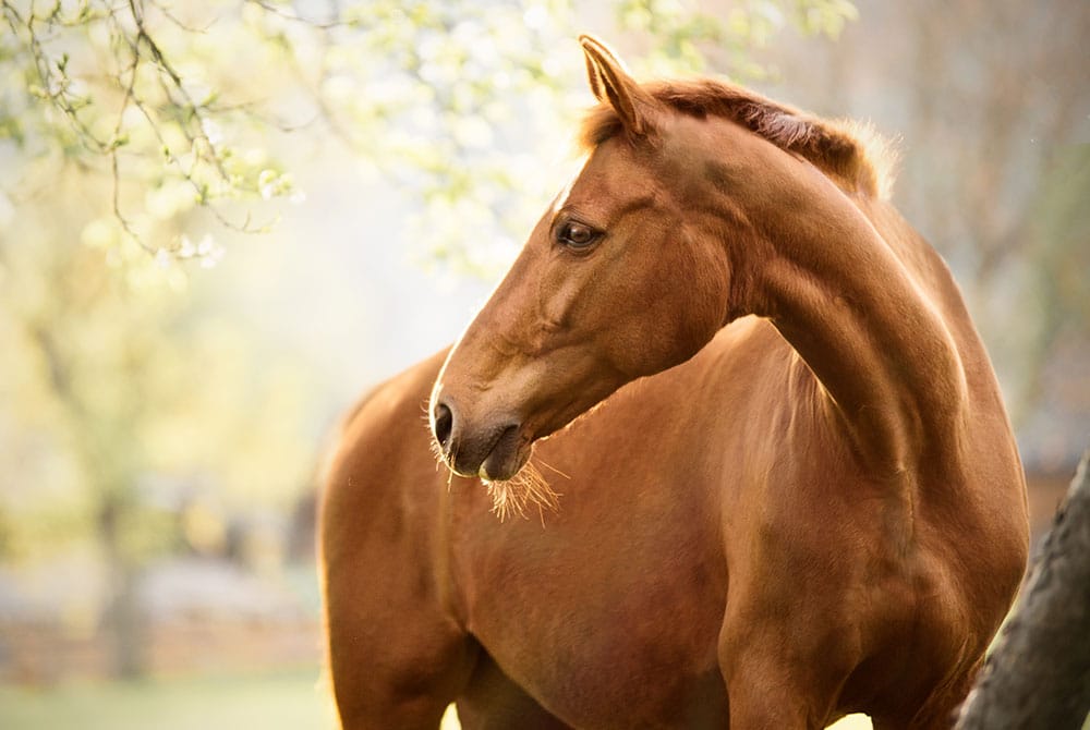 A chestnut horse stands outdoors, turning its head to the side. Soft sunlight filters through green leaves above, creating a warm and peaceful atmosphere—an ideal setting for a nearby animal hospital or trusted vet to provide gentle care.