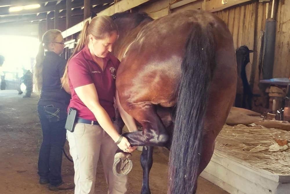 A woman in a maroon shirt holds up a horse’s hoof, examining it in a stable, while another woman works in the background with another horse. Sunlight streams in through an open doorway.