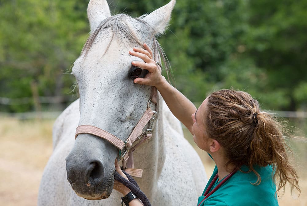 A veterinarian in a green shirt examines the eye of a white horse outdoors. She gently holds the horse’s head and lifts its eyelid, while the horse wears a pink halter. Trees and grass are visible in the background.