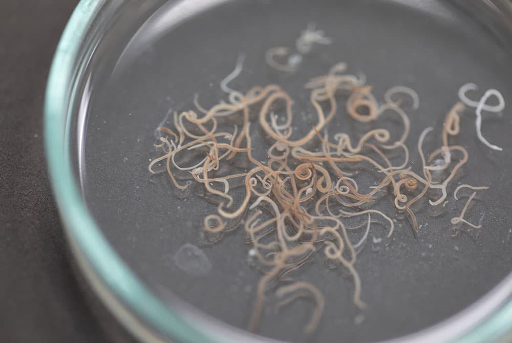 A close-up of a petri dish at an animal hospital containing numerous thin, light-brown parasitic worms submerged in liquid, set against a dark background.