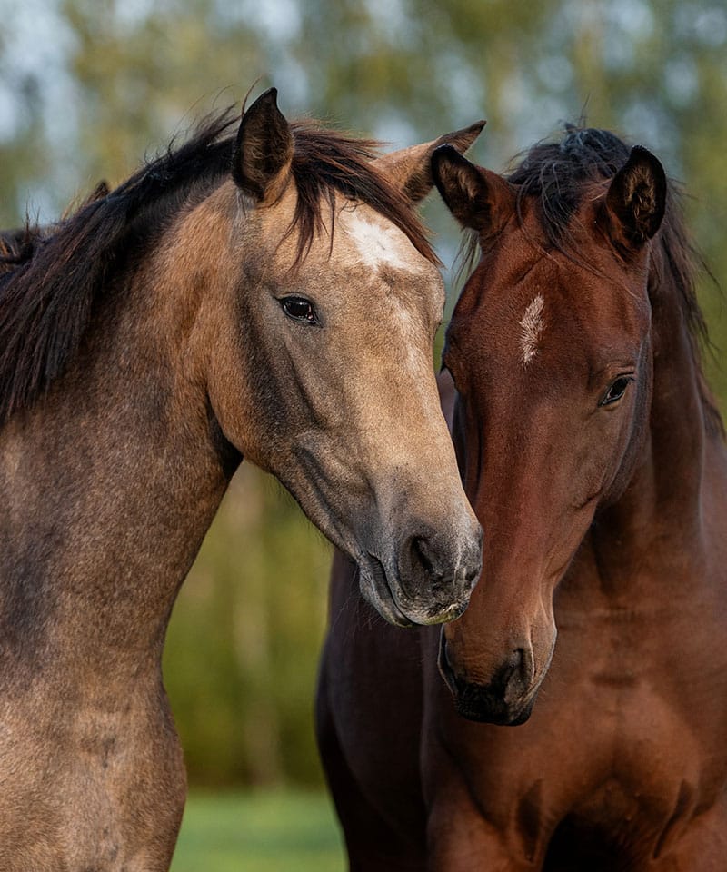 Two horses, one light brown with a white mark on its forehead and the other dark brown with a small white spot, stand closely together outdoors. Their healthy coats showcase the expert care of a veterinarian against a blurred green background.