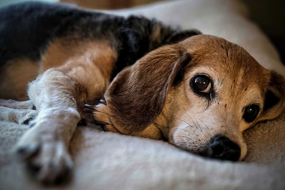 A close-up of a beagle lying down on a soft, light-colored blanket, looking up with a relaxed and gentle expression.