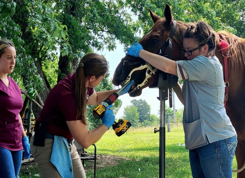 Two women hold a horse's head steady while a third woman uses a power tool to file the horse's teeth outdoors. All wear gloves and appear to be performing dental care under shady trees.