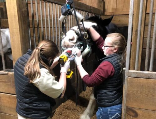 Learn to Recognize Your Horse’s Dental Problems