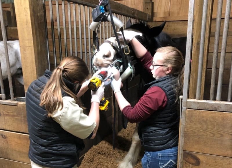 Two women perform dental work on a horse inside a stall. The horse’s head is supported and restrained, and one woman uses a power tool while the other assists. Both women wear gloves and vests for safety.