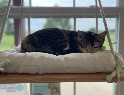 Why Is My Cat Limping? When to Worry & What to Do