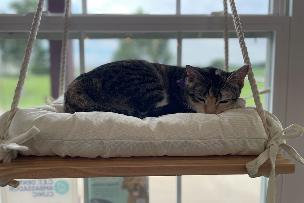 A tabby cat with a purple collar is resting on a white cushion atop a wooden swing by a window at the local animal hospital, with trees and sky visible outside.