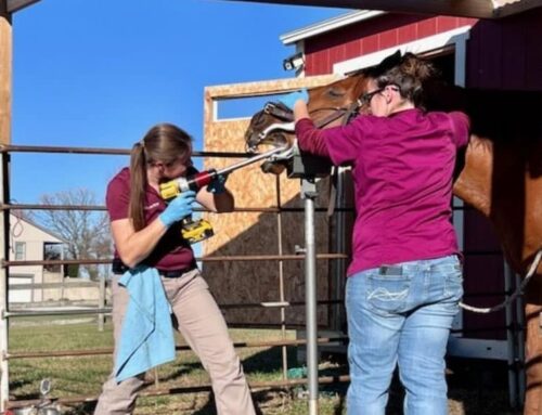 Position on Equine Dentistry