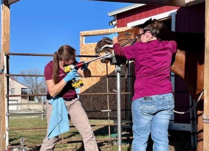 Two women in maroon shirts work together to perform dental care on a horse, using tools to file its teeth. The horse’s head is secured in a brace outdoors near a barn on a sunny day.
