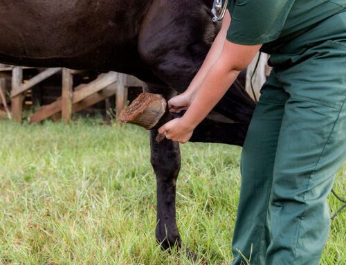 Learn to Recognize the Signs of Laminitis