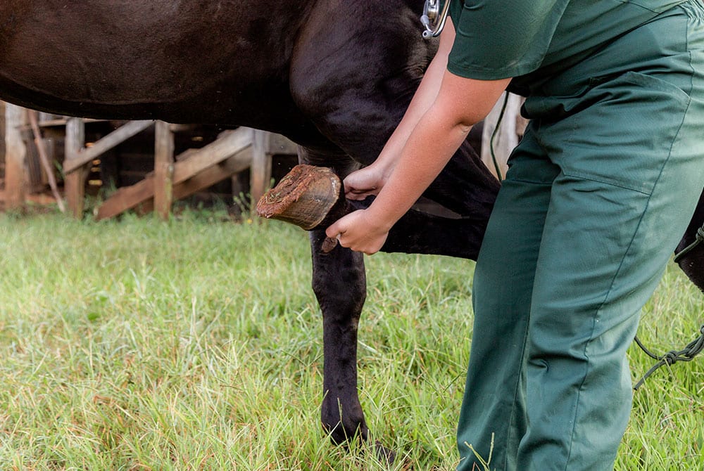 A veterinarian in green attire lifts a horse's hoof while examining or cleaning it, standing on grass near a wooden structure.