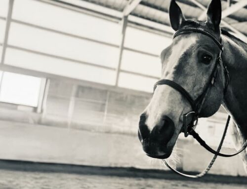 Signs Your Horse May Be in Pain (Even Without Lameness)