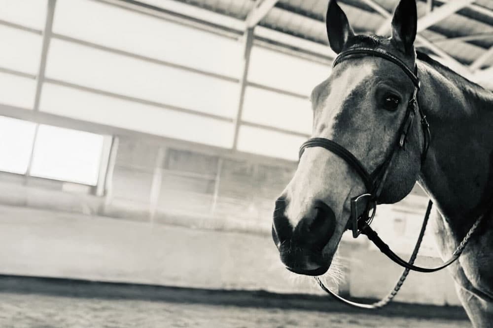 A close-up, black and white photo of a horse wearing a bridle, standing inside a sunlit indoor riding arena with high windows and a slanted roof.