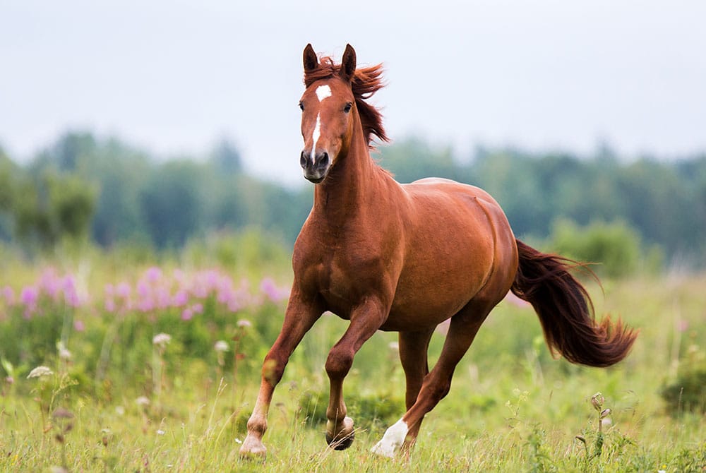 A brown horse with a white spot on its forehead runs through a grassy field, ready for a checkup at the nearby pet clinic, with blurred green trees and purple wildflowers in the background.