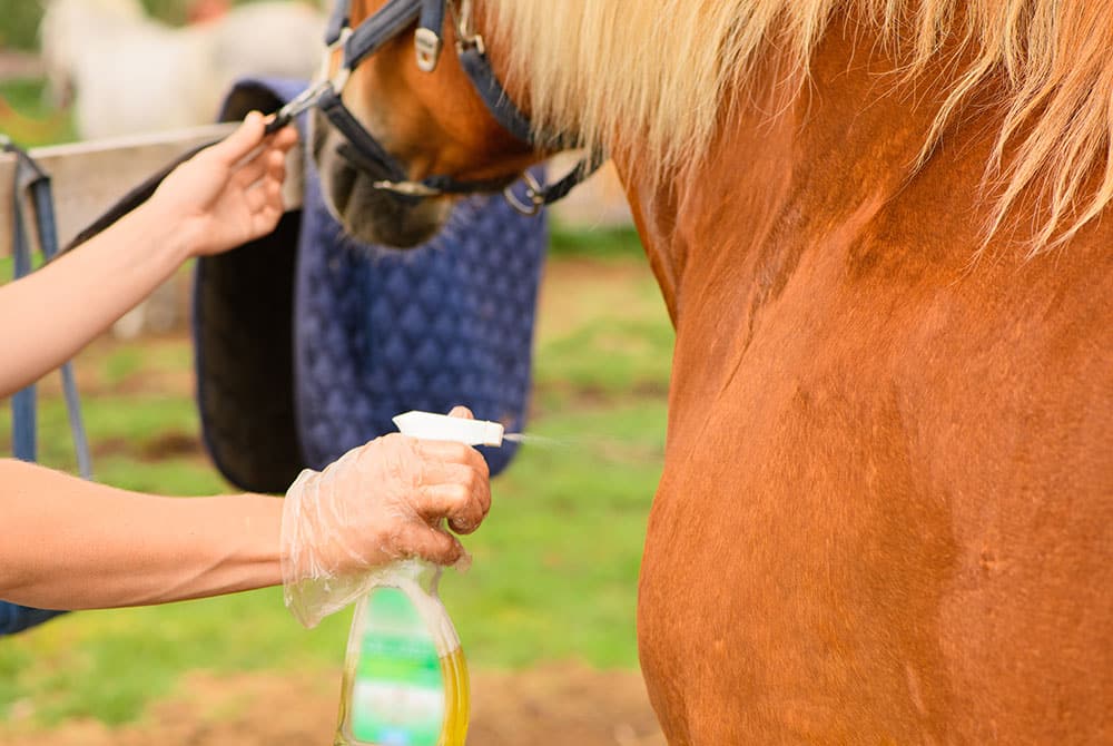 A person wearing a glove sprays a brown horse’s neck with a bottle of liquid, likely for grooming or pest control, outdoors on a sunny day.